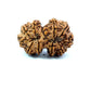 Gauri Shankar Rudraksha Nepali