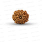 11 Mukhi Nepali Rudraksha