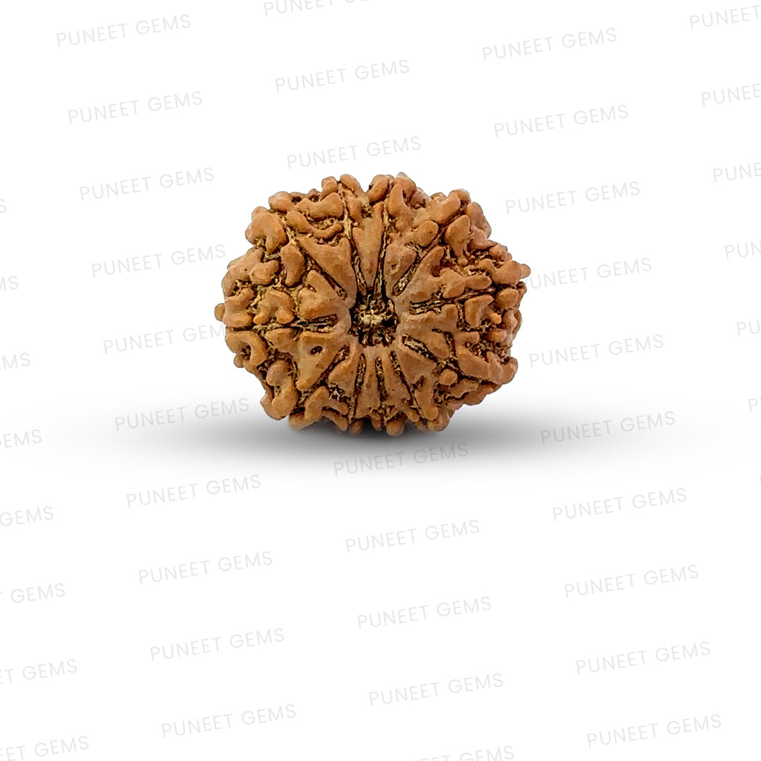 11 Mukhi Nepali Rudraksha