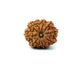 11 Mukhi Nepali Rudraksha