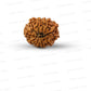 11 Mukhi Nepali Rudraksha