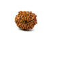 11 Mukhi Nepali Rudraksha