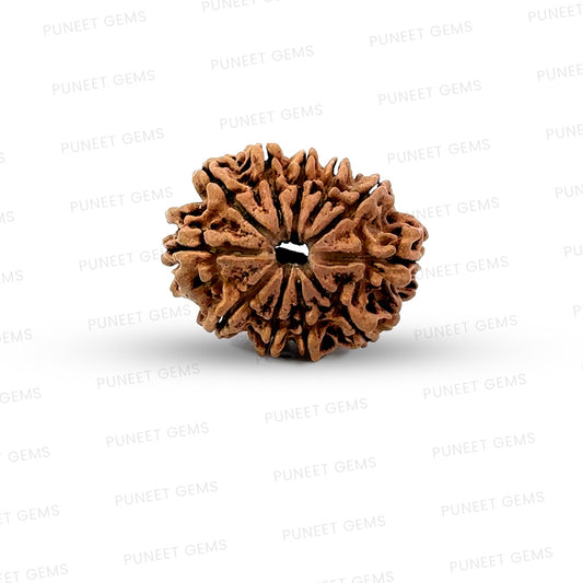 11 Mukhi Nepali Rudraksha