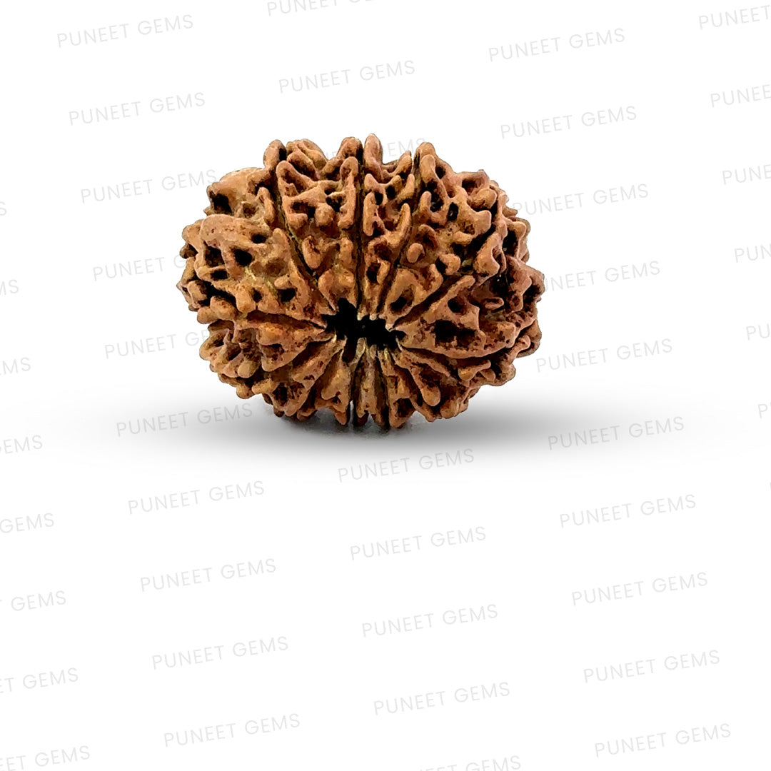 11 Mukhi Nepali Rudraksha