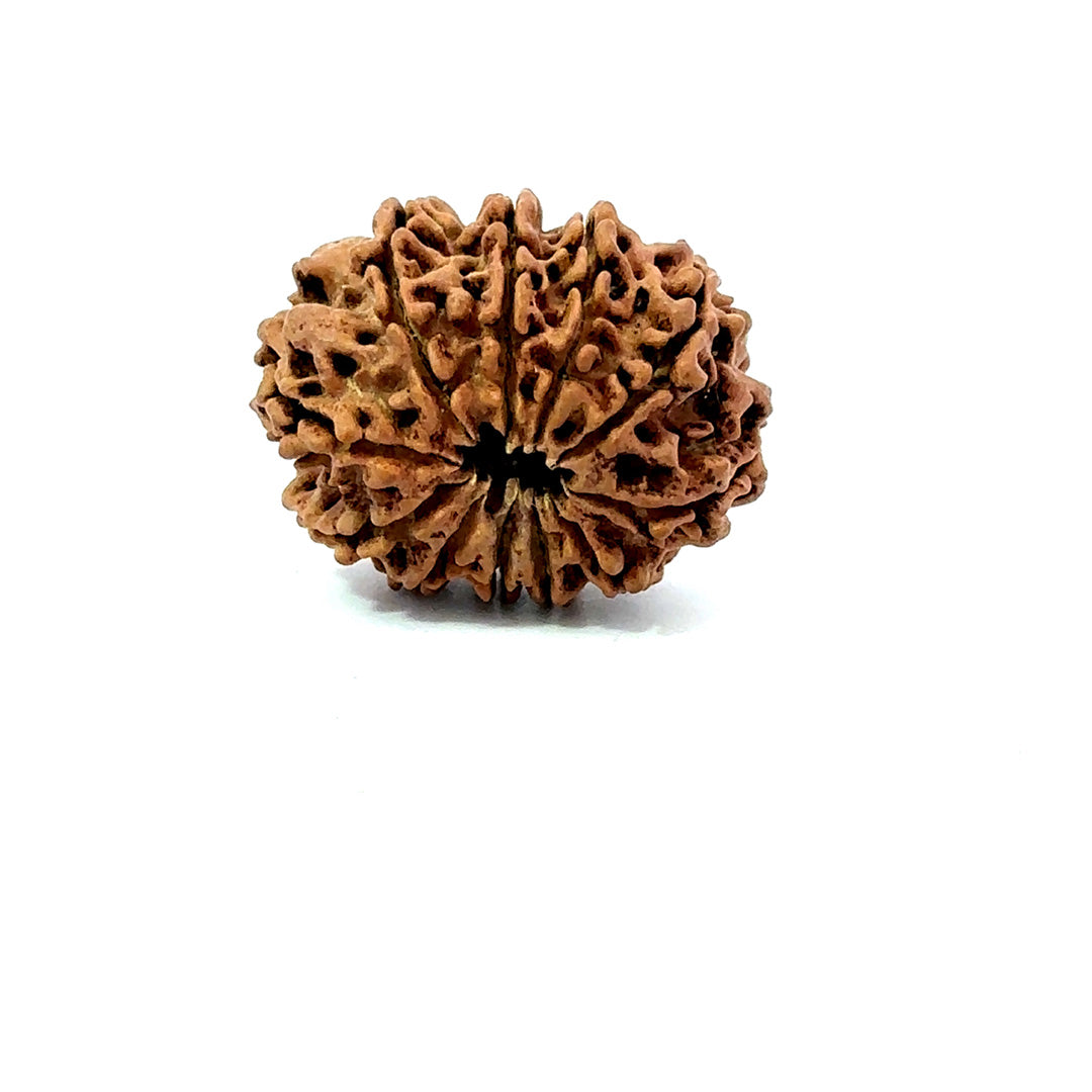 11 Mukhi Nepali Rudraksha