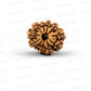 11 Mukhi Nepali Rudraksha