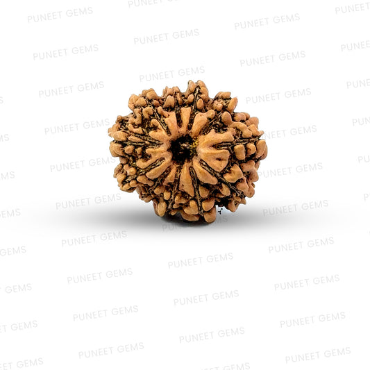 11 Mukhi Nepali Rudraksha
