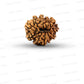11 Mukhi Nepali Rudraksha