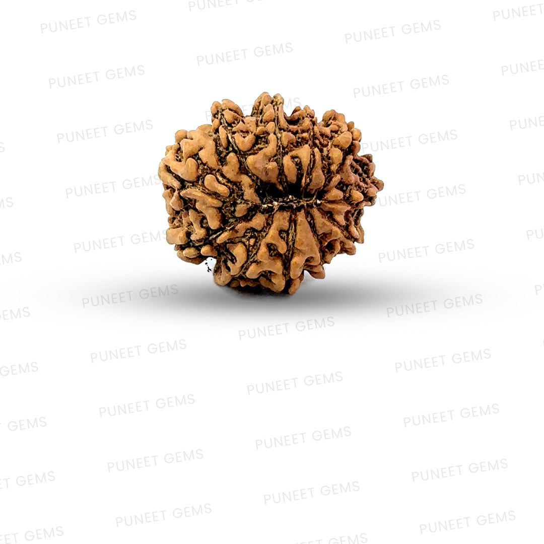 11 Mukhi Nepali Rudraksha