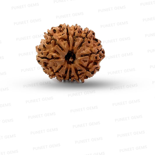11 Mukhi Nepali Rudraksha