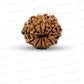 11 Mukhi Nepali Rudraksha