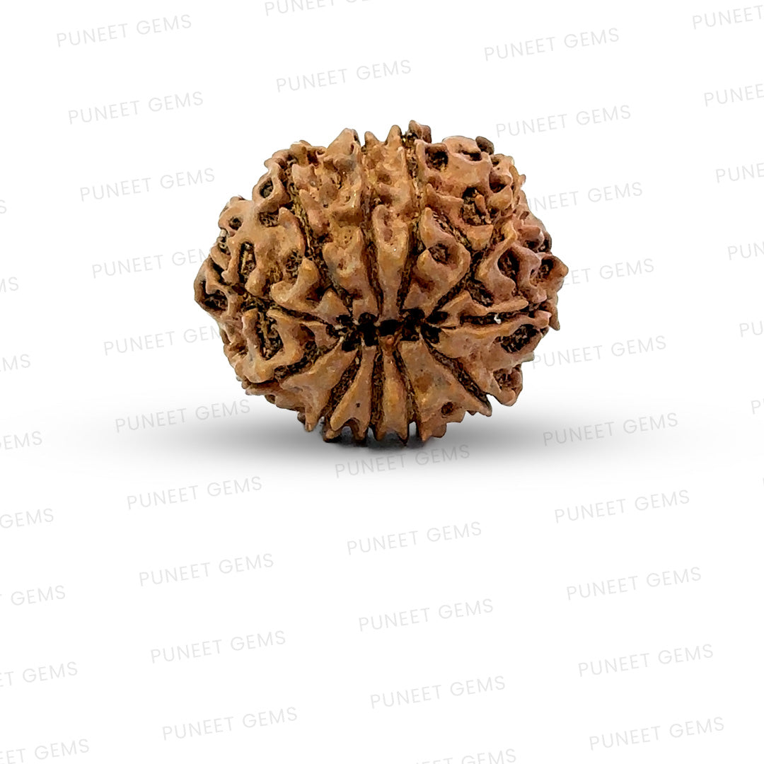 11 Mukhi Nepali Rudraksha