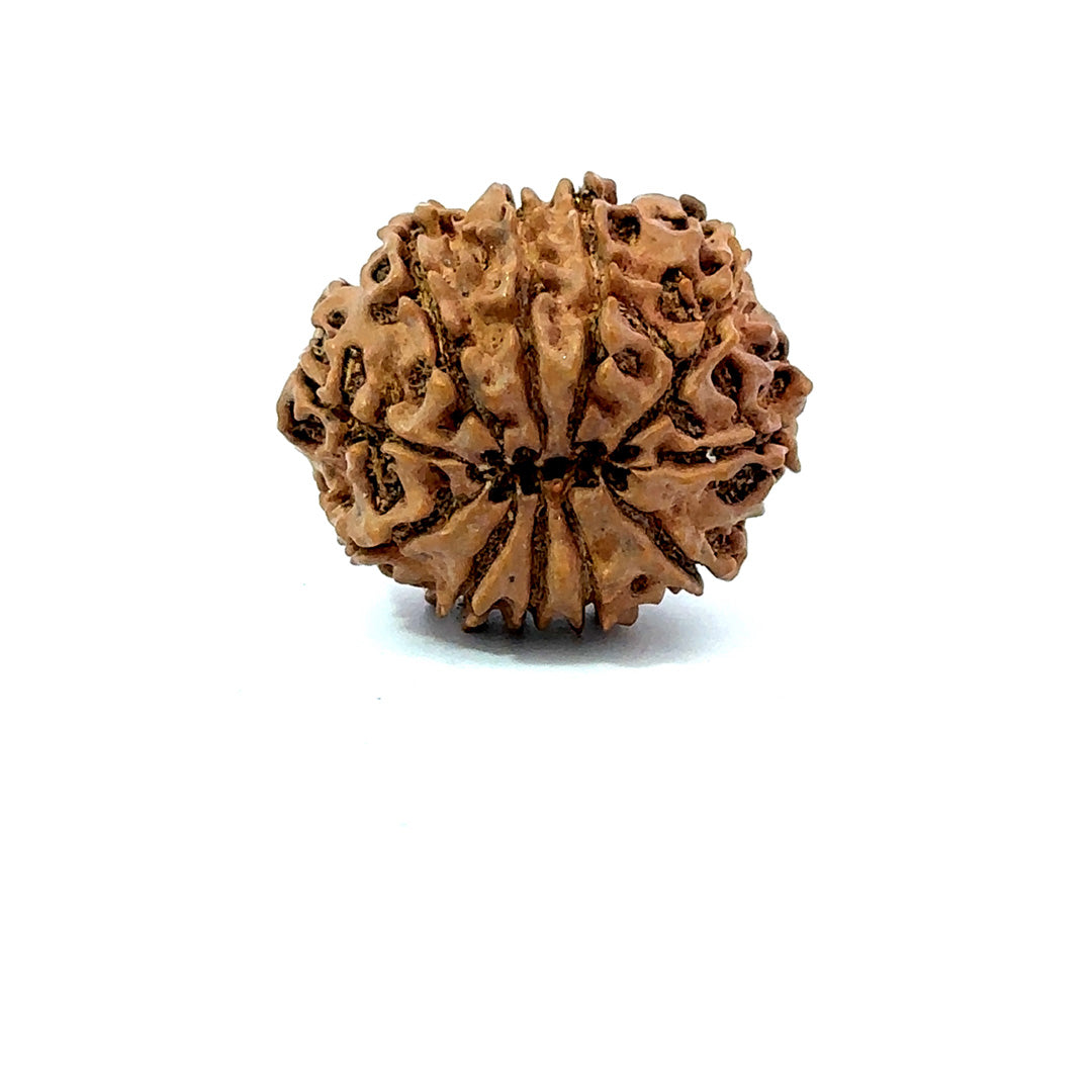 11 Mukhi Nepali Rudraksha