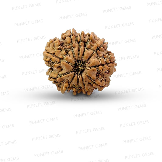 11 Mukhi Nepali Rudraksha