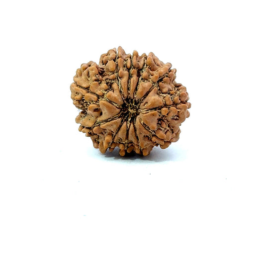 11 Mukhi Nepali Rudraksha