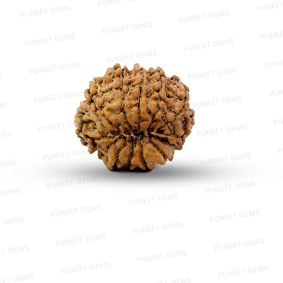 11 Mukhi Nepali Rudraksha
