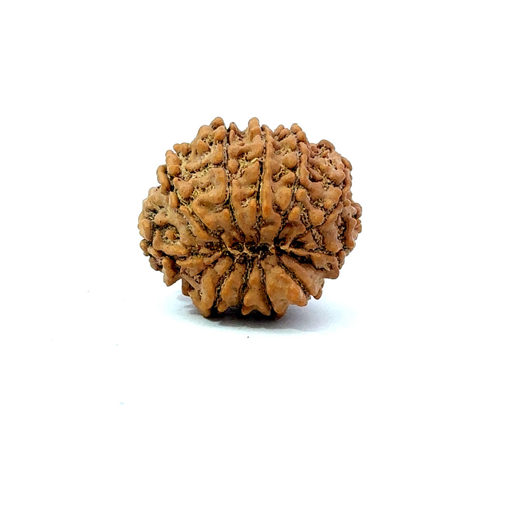 11 Mukhi Nepali Rudraksha