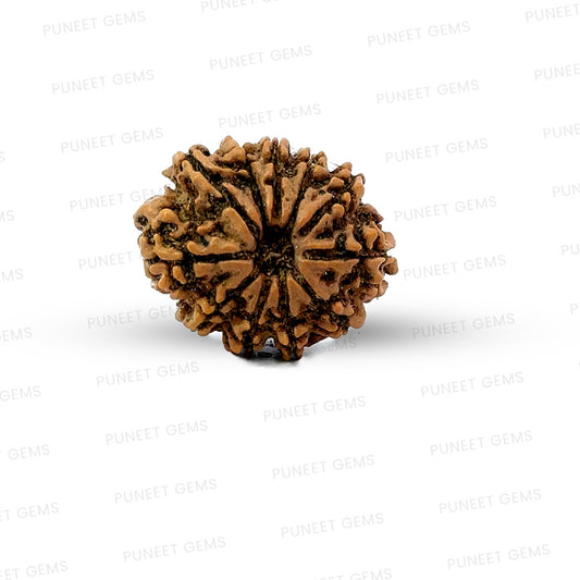 11 Mukhi Nepali Rudraksha