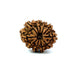 11 Mukhi Nepali Rudraksha