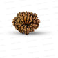 11 Mukhi Nepali Rudraksha