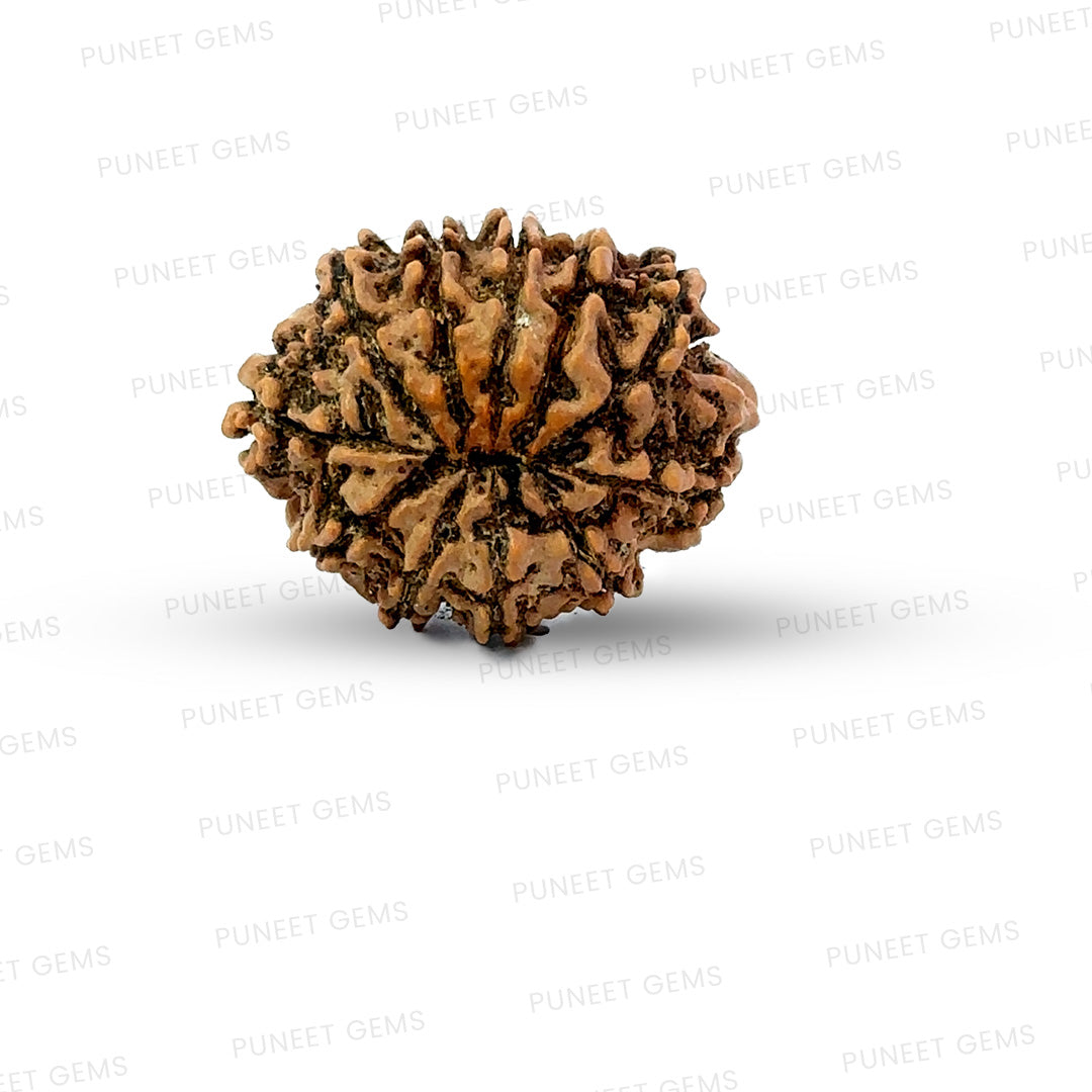 11 Mukhi Nepali Rudraksha