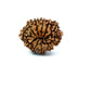 11 Mukhi Nepali Rudraksha