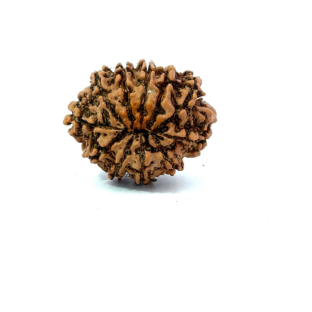 11 Mukhi Nepali Rudraksha