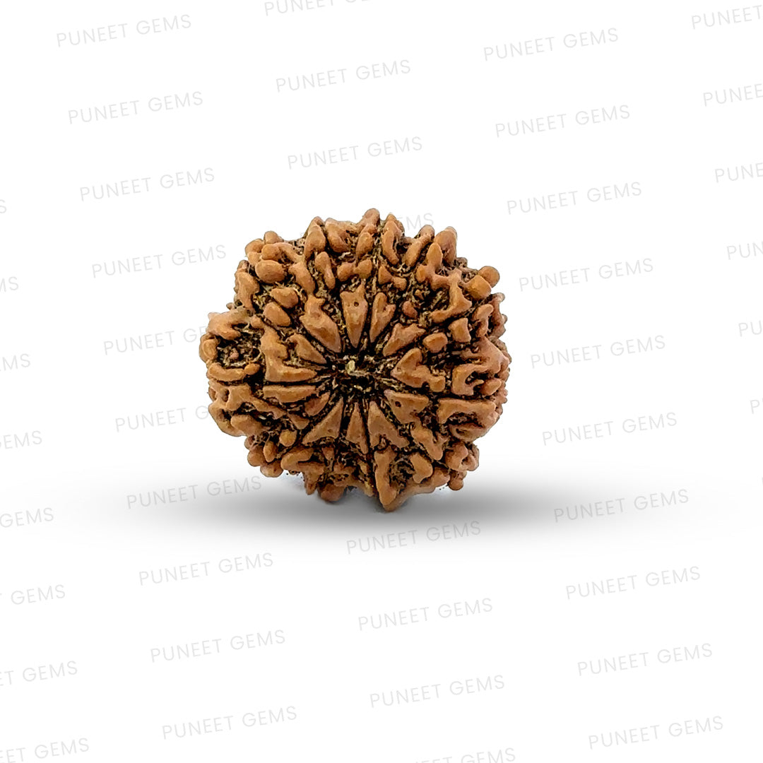 11 Mukhi Nepali Rudraksha