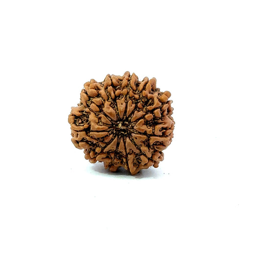 11 Mukhi Nepali Rudraksha