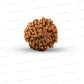 11 Mukhi Nepali Rudraksha
