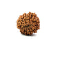 11 Mukhi Nepali Rudraksha