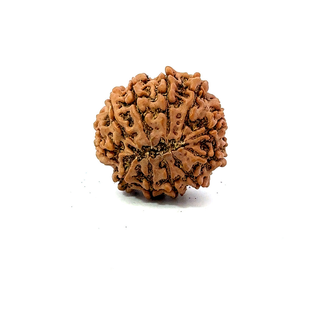 11 Mukhi Nepali Rudraksha