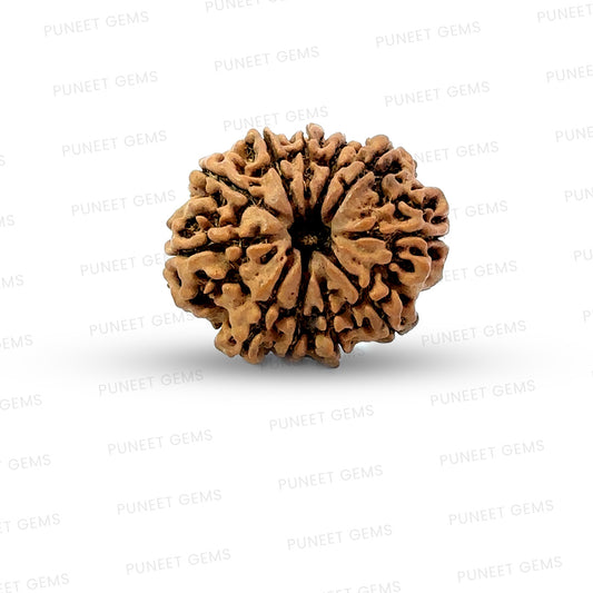 11 Mukhi Nepali Rudraksha