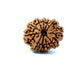 11 Mukhi Nepali Rudraksha