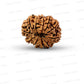 11 Mukhi Nepali Rudraksha