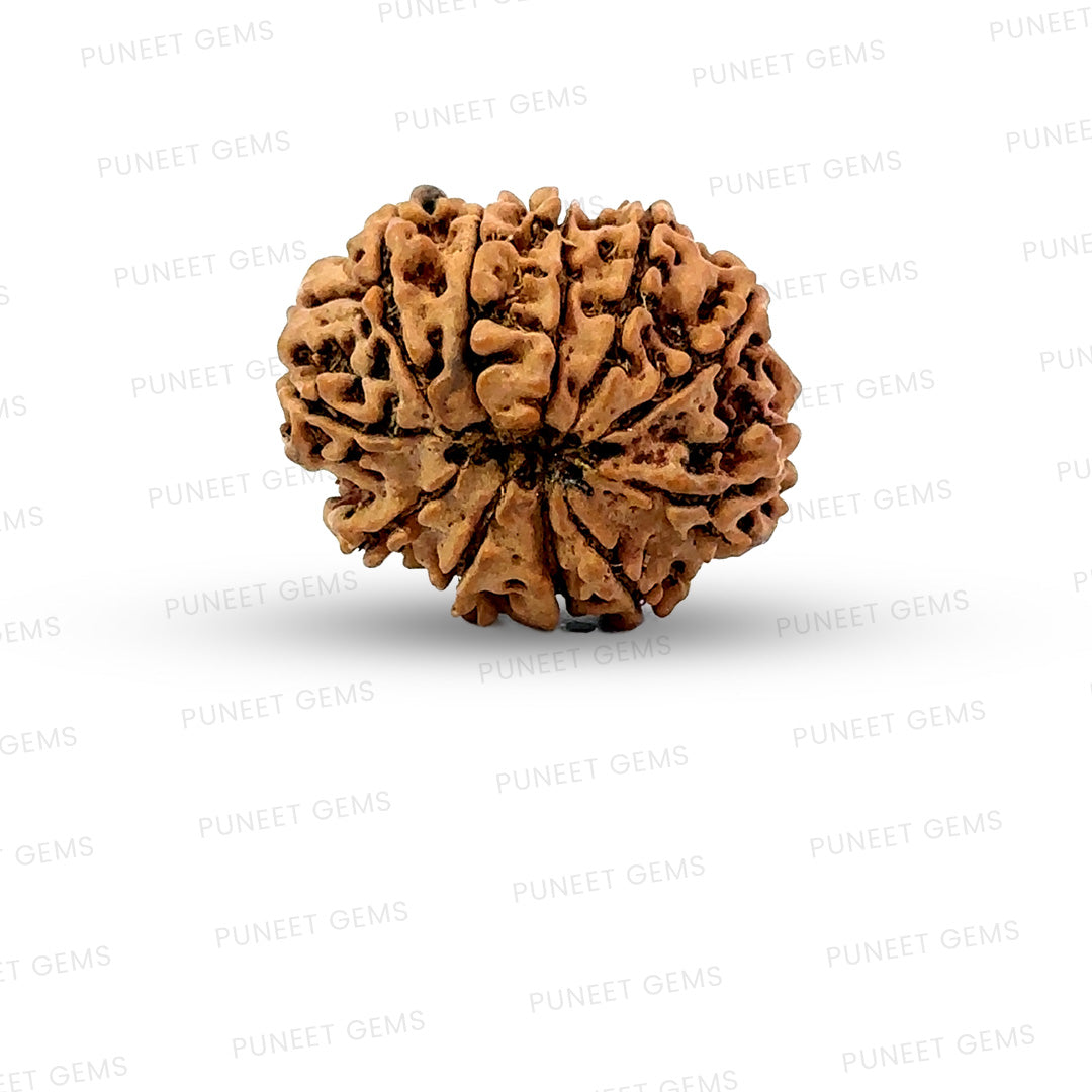 11 Mukhi Nepali Rudraksha