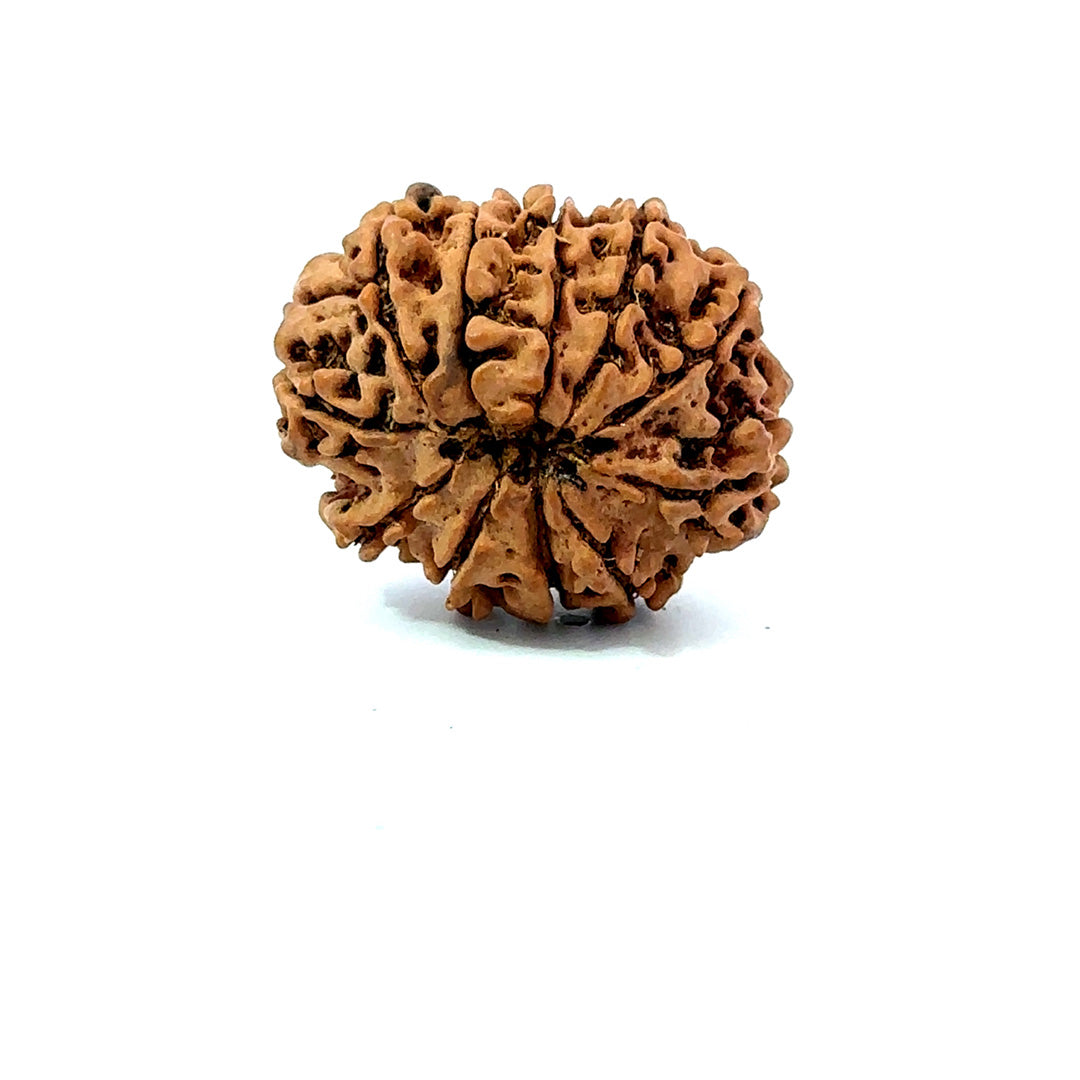 11 Mukhi Nepali Rudraksha