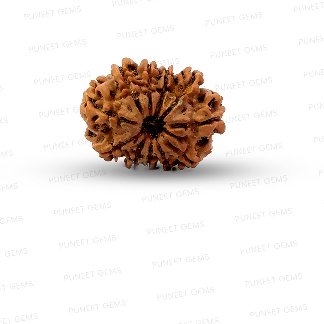 11 Mukhi Nepali Rudraksha
