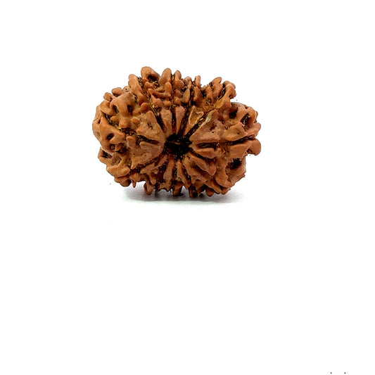 11 Mukhi Nepali Rudraksha