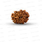 11 Mukhi Nepali Rudraksha