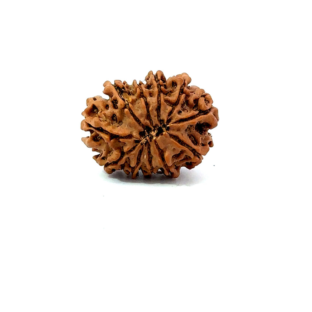 11 Mukhi Nepali Rudraksha