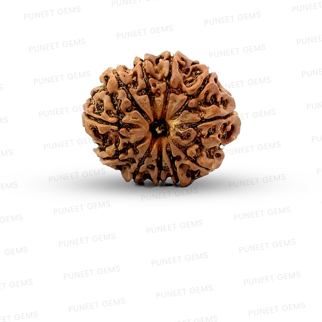11 Mukhi Nepali Rudraksha