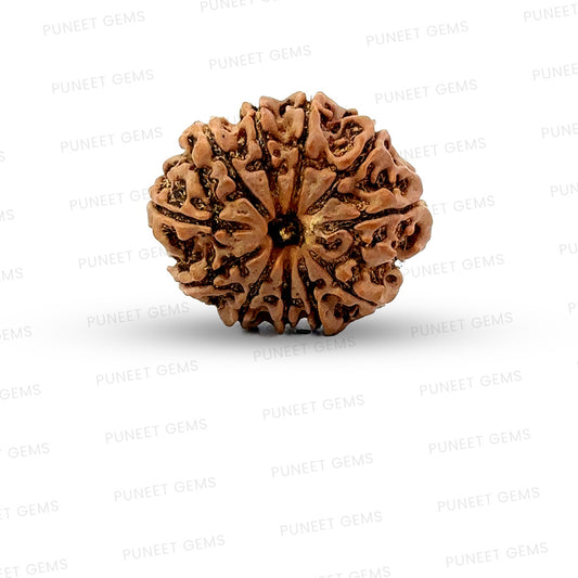 11 Mukhi Nepali Rudraksha