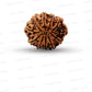 11 Mukhi Nepali Rudraksha