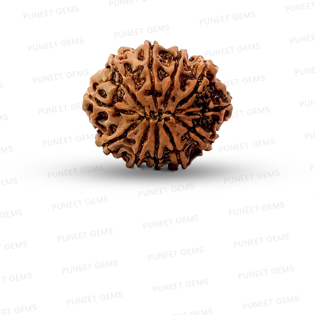 11 Mukhi Nepali Rudraksha