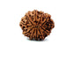 11 Mukhi Nepali Rudraksha