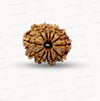 🌿 12 Mukhi Nepali Rudraksha (Natural & Certified) Small