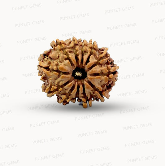 🌿 12 Mukhi Nepali Rudraksha (Natural & Certified) Small