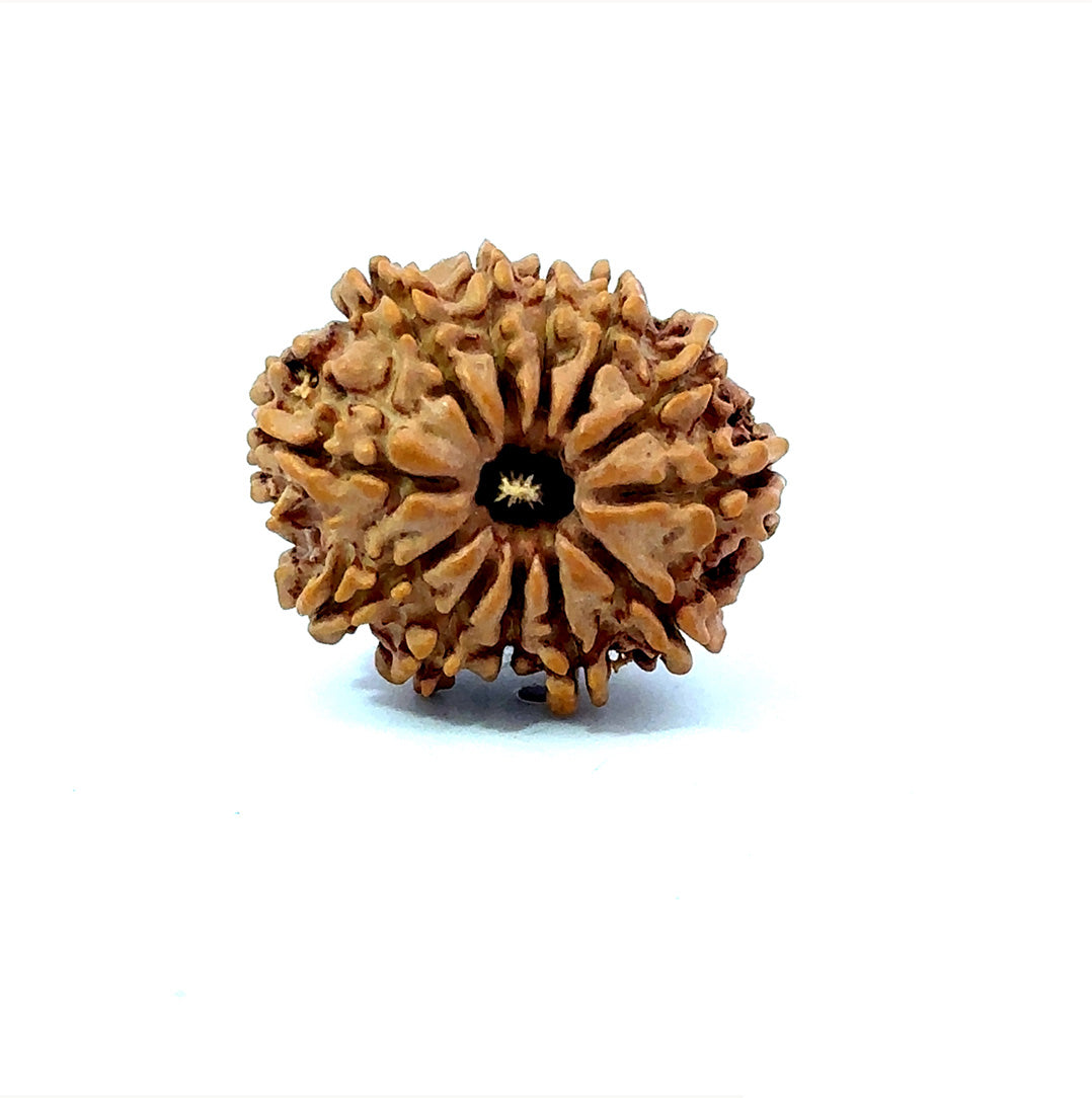 🌿 12 Mukhi Nepali Rudraksha (Natural & Certified) Small