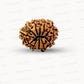 🌿 12 Mukhi Nepali Rudraksha (Natural & Certified) Small